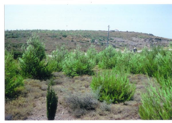 The slow but lethal pine disease at Kythera