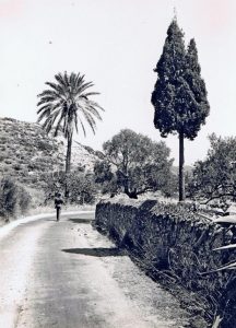 1966 Kapsali the palmtree
